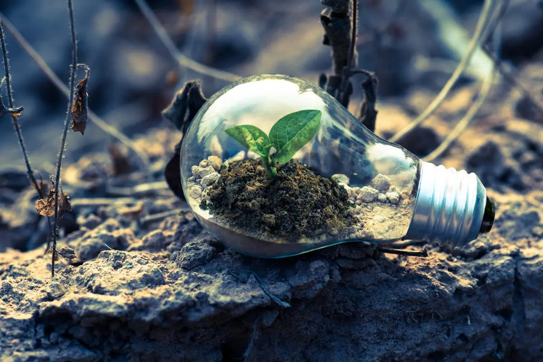 Green Shopping Guide: Tips for Sustainable Purchases