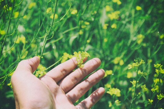 The Urgent Call for Sustainable Living in Singapore: Aligning with National Policies