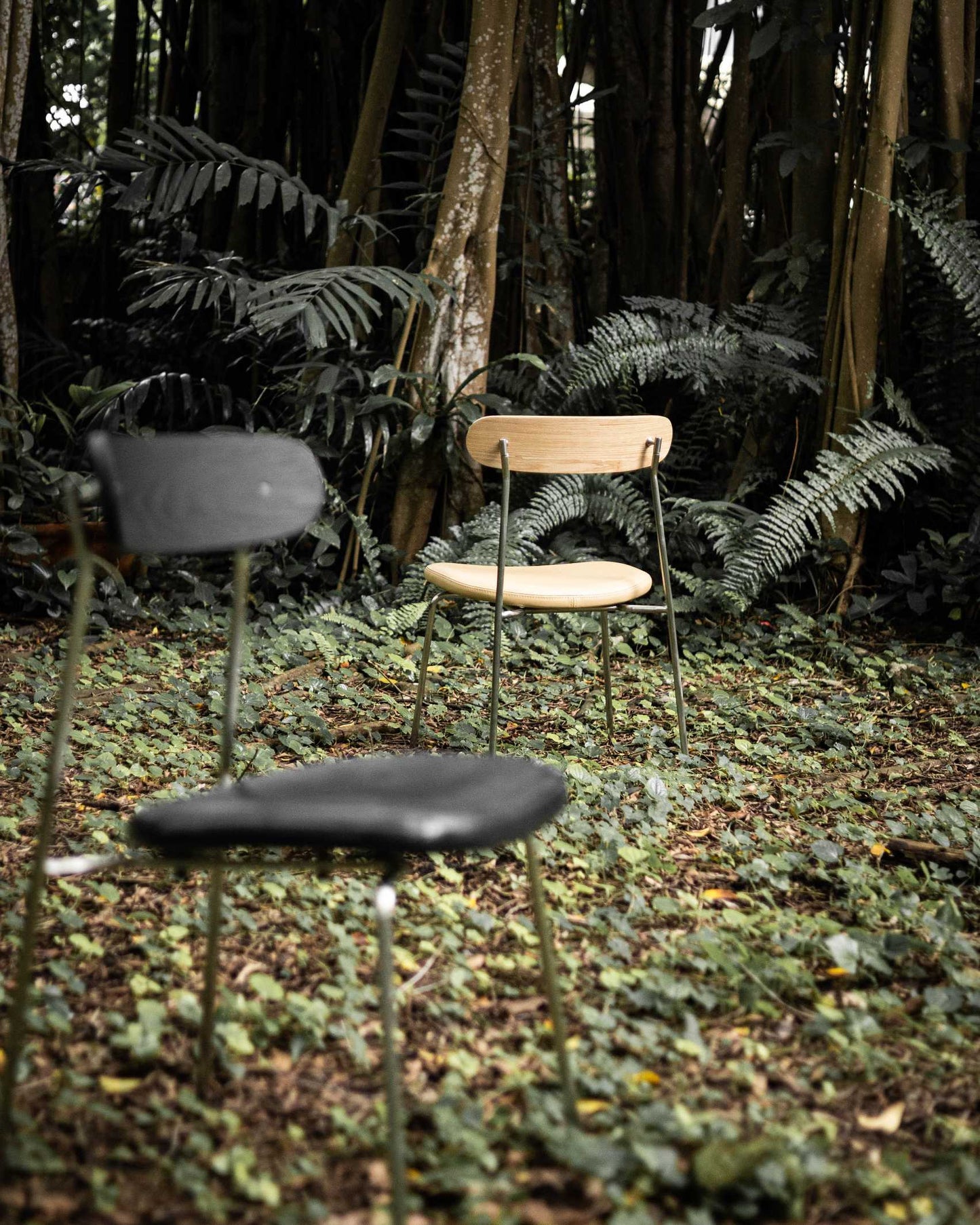 Chairs Bulbul Passerine Dining Chair